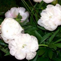 Bonderose 'Alba Plena' Paeonia Officinalis 'Alba Plena' 3,0 Liter Potte -Sirius Butik p1394 47921 paeonia officinalis alba plena 43d3