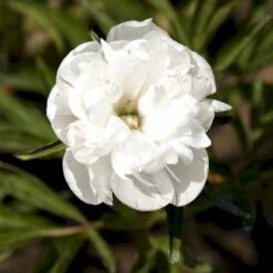 Bonderose 'Alba Plena' Paeonia Officinalis 'Alba Plena' 3,0 Liter Potte -Sirius Butik p1394 47922 paeonia officinalis alba plena 3c8b