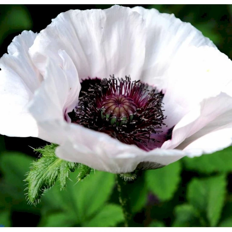 Kæmpevalmue Papaver Orientale 'Royal Wedding' 1 Liter Potte 1 Kæmpevalmue Papaver Orientale 'Royal Wedding' 1 Liter Potte