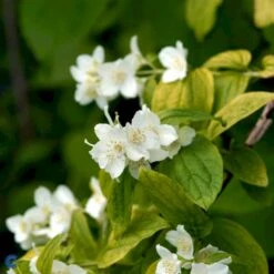 Uægte Jasmin 'Aureus' Philadelphus Caucasicus 'Aureus' 5 Liter Potte