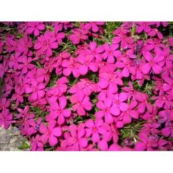 Pudefloks 'Crackerjack' Phlox Douglasii Hybrid 'Crackerjack' 10 Cm. Potte