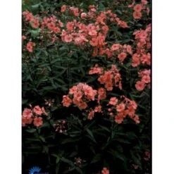 Høstfloks 'Orange Perfection' Phlox Paniculata 'Orange Perfection' 9 Cm. Potte -Sirius Butik p1439 1166 phlox paniculata orange perfection 0bc8