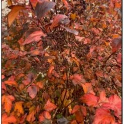 Blærespiræa 'Diabolo' Physocarphus Op. 'Diabolo' Solitær Busk 150-200 Cm. - Med Klump -Sirius Butik p1455 36852 physocarphus op diablo 0d03