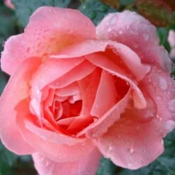 'From Far Away'™ Rosa X 'From Far Away'™ (Buketrose) A-Kvalitet,- Barrods Roser Min. 3 Grene -Sirius Butik p14574 51492 rosa x from far away buketrose 7cca