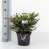 Fugleredegran 'Nidiformis' Picea Abies 'Nidiformis' (dværgform) Potte 3,0 Liter,- 30-40 Cm.