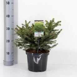 Fugleredegran 'Nidiformis' Picea Abies 'Nidiformis' (dværgform) Potte 3,0 Liter,- 30-40 Cm.