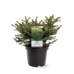 Fugleredegran 'Nidiformis' Picea Abies 'Nidiformis' (dværgform) Potte 3,0 Liter,- 30-40 Cm. -Sirius Butik p1462 38806 image 5f52