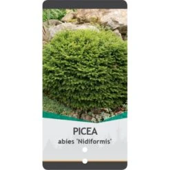 Fugleredegran 'Nidiformis' Picea Abies 'Nidiformis' (dværgform) Potte 3,0 Liter,- 30-40 Cm. -Sirius Butik p1462 38807 image 0b7c