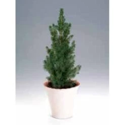 Hvidgran Picea Glauca Potte 3,0 Liter,- 40-60 Cm. -Sirius Butik p1464 1189 picea glauca 5770