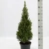 Hvidgran Picea Glauca Potte 3,0 Liter,- 40-60 Cm.