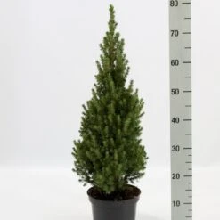Hvidgran Picea Glauca Potte 3,0 Liter,- 40-60 Cm.
