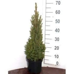 Hvidgran Picea Glauca Potte 3,0 Liter,- 40-60 Cm. -Sirius Butik p1464 52613 picea glauca 3f33
