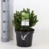 Hvidgran 'Alberta Globe' Picea Glauca 'Alberta Globe' (dværgform) Potte 3,0 Liter,- 20-25 Cm.