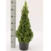 Sukkertopgran 'Conica' Picea Glauca 'Conica' (dværgform) Potte 3,0 Liter,- 60-70 Cm.