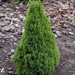 Sukkertopgran 'Conica' Picea Glauca 'Conica' (dværgform) Potte 3,0 Liter,- 60-70 Cm. -Sirius Butik p1467 52792 picea glauca conica dvaergform 9810