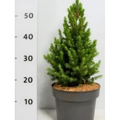 Sukkertop Hvidgran 'J.W.Daisy's White' Picea Glauca 'j.w.daisy'S White'(dværgform) Potte 5,0 Liter,- 30-40 Cm.