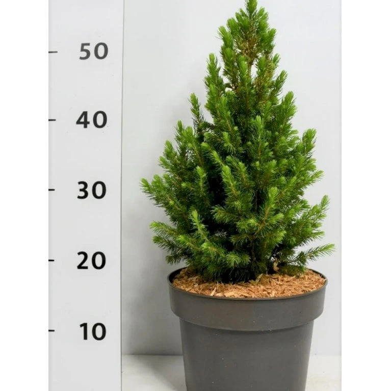Sukkertop Hvidgran 'J.W.Daisy's White' Picea Glauca 'j.w.daisy'S White'(dværgform) Potte 5,0 Liter,- 30-40 Cm. 1 Sukkertop Hvidgran 'J.W.Daisy's White' Picea Glauca 'j.w.daisy'S White'(dværgform) Potte 5,0 Liter,- 30-40 Cm.