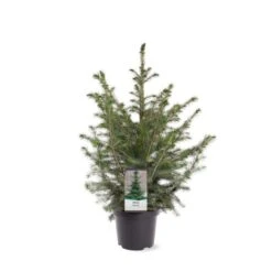 Serbisk Søjlegran Picea Omorika Potte 5,0 Liter,- 50-60 Cm. -Sirius Butik p1470 39543 image 08aa