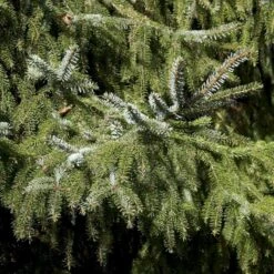 Serbisk Søjlegran Picea Omorika Potte 5,0 Liter,- 50-60 Cm. -Sirius Butik p1470 52797 picea omorika c401