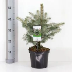 Blågran 'Glauca' Picea Pungens 'Glauca' Potte 3,0 Liter,- 30-40 Cm.