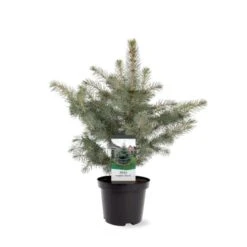 Blågran 'Glauca' Picea Pungens 'Glauca' Potte 3,0 Liter,- 30-40 Cm. -Sirius Butik p1475 38812 image d2d0