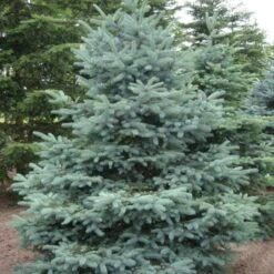 Blågran 'Glauca' Picea Pungens 'Glauca' Potte 3,0 Liter,- 30-40 Cm. -Sirius Butik p1475 52799 picea pungens glauca fb75