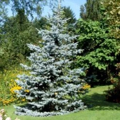 Blågran 'Glauca' Picea Pungens 'Glauca' Potte 3,0 Liter,- 30-40 Cm. -Sirius Butik p1475 52800 picea pungens glauca 7f14