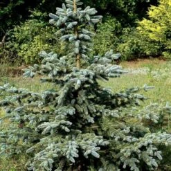 Blågran 'Glauca' Picea Pungens 'Glauca' Potte 3,0 Liter,- 30-40 Cm. -Sirius Butik p1475 52801 picea pungens glauca 73d5