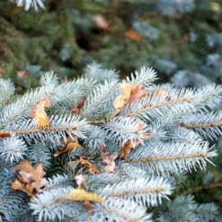 Blågran 'Glauca' Picea Pungens 'Glauca' Potte 3,0 Liter,- 30-40 Cm. -Sirius Butik p1475 52802 picea pungens glauca 45b4