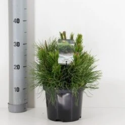 Krybende Bjergfyr 'Pumilio' Pinus Mugo Var. 'Pumilio' Potte 3,0 Liter,- 20-25 Cm. -Sirius Butik p1493 33856 pinus mugo var pumilio e070