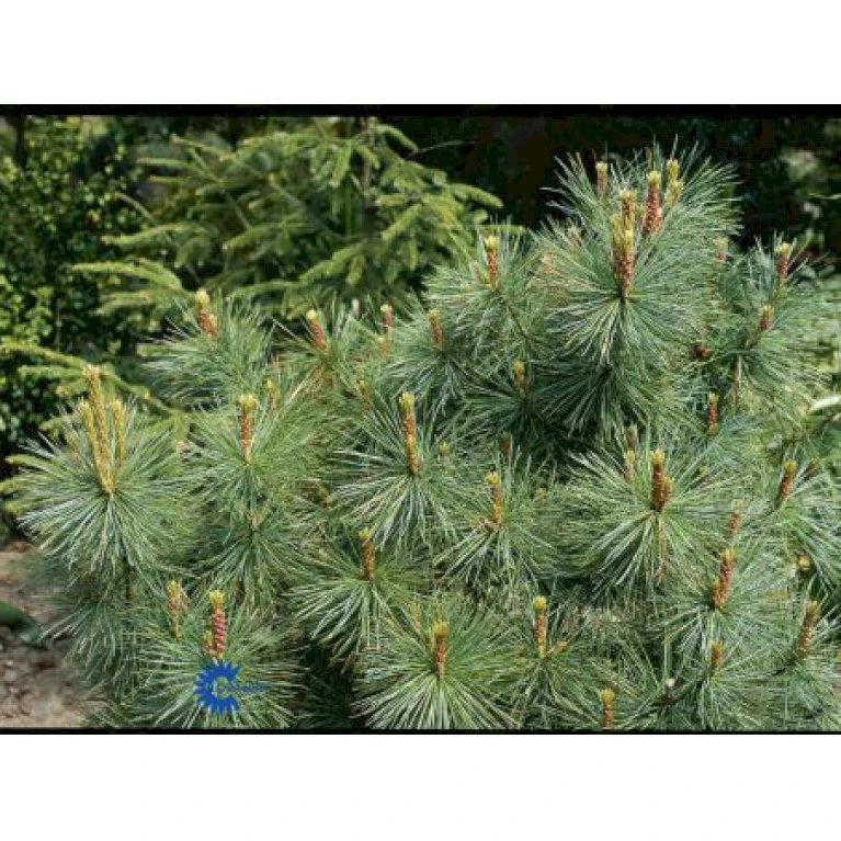 Penselfyr 'Glauca' Pinus Parviflora 'Glauca' Potte 3,0 Liter,- 40-60 Cm. 5 Penselfyr 'Glauca' Pinus Parviflora 'Glauca' Potte 3,0 Liter,- 40-60 Cm. - Billede 5