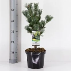Penselfyr 'Glauca' Pinus Parviflora 'Glauca' Potte 3,0 Liter,- 40-60 Cm.