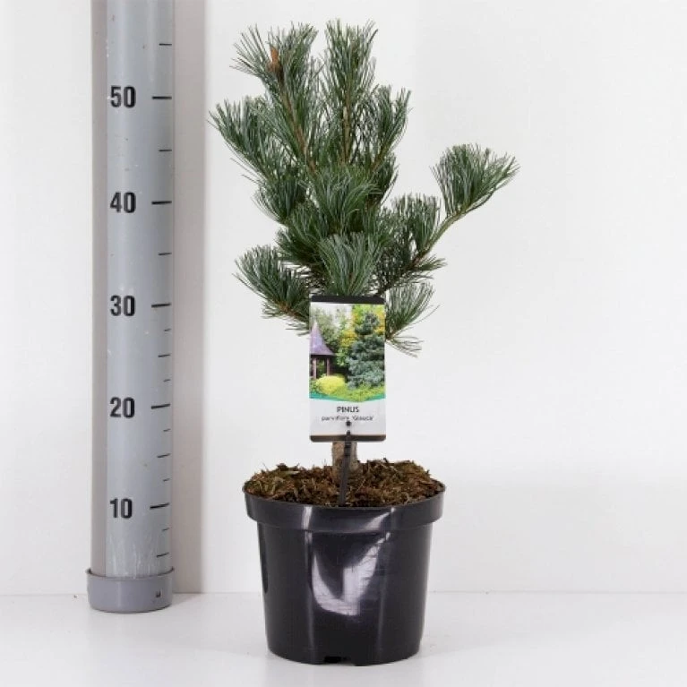 Penselfyr 'Glauca' Pinus Parviflora 'Glauca' Potte 3,0 Liter,- 40-60 Cm. 1 Penselfyr 'Glauca' Pinus Parviflora 'Glauca' Potte 3,0 Liter,- 40-60 Cm.