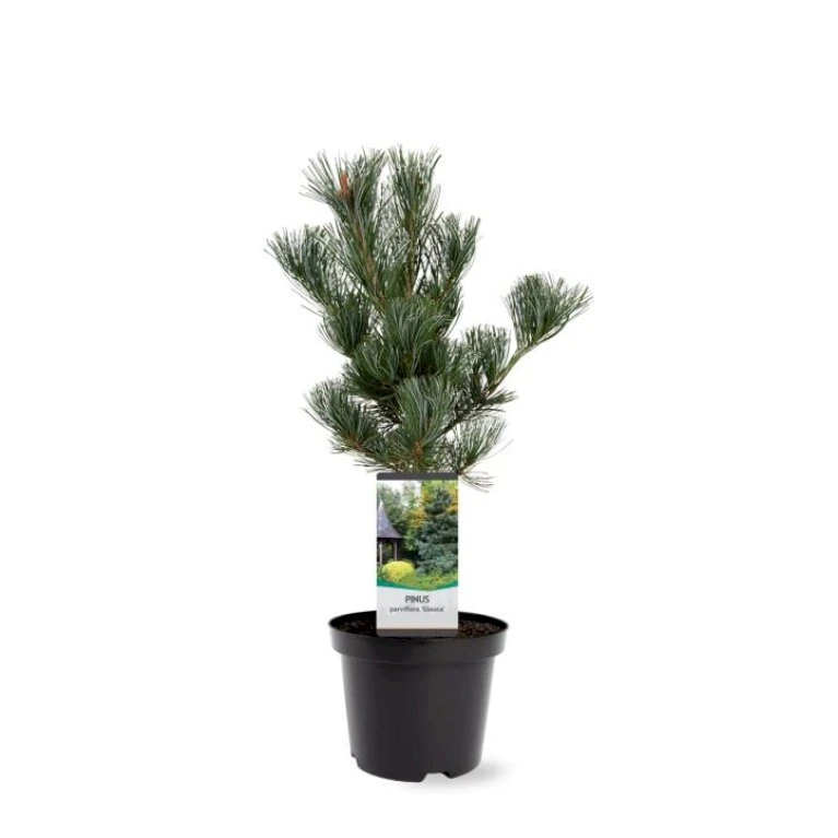 Penselfyr 'Glauca' Pinus Parviflora 'Glauca' Potte 3,0 Liter,- 40-60 Cm. 3 Penselfyr 'Glauca' Pinus Parviflora 'Glauca' Potte 3,0 Liter,- 40-60 Cm. - Billede 3