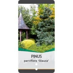 Penselfyr 'Glauca' Pinus Parviflora 'Glauca' Potte 3,0 Liter,- 40-60 Cm. 10 Penselfyr 'Glauca' Pinus Parviflora 'Glauca' Potte 3,0 Liter,- 40-60 Cm. -Sirius Butik p1497 38819 image 3078