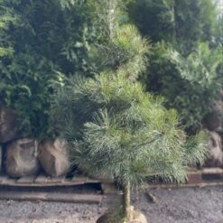 Skovfyr Pinus Sylvestris Med Klump,- 150-175 Cm.