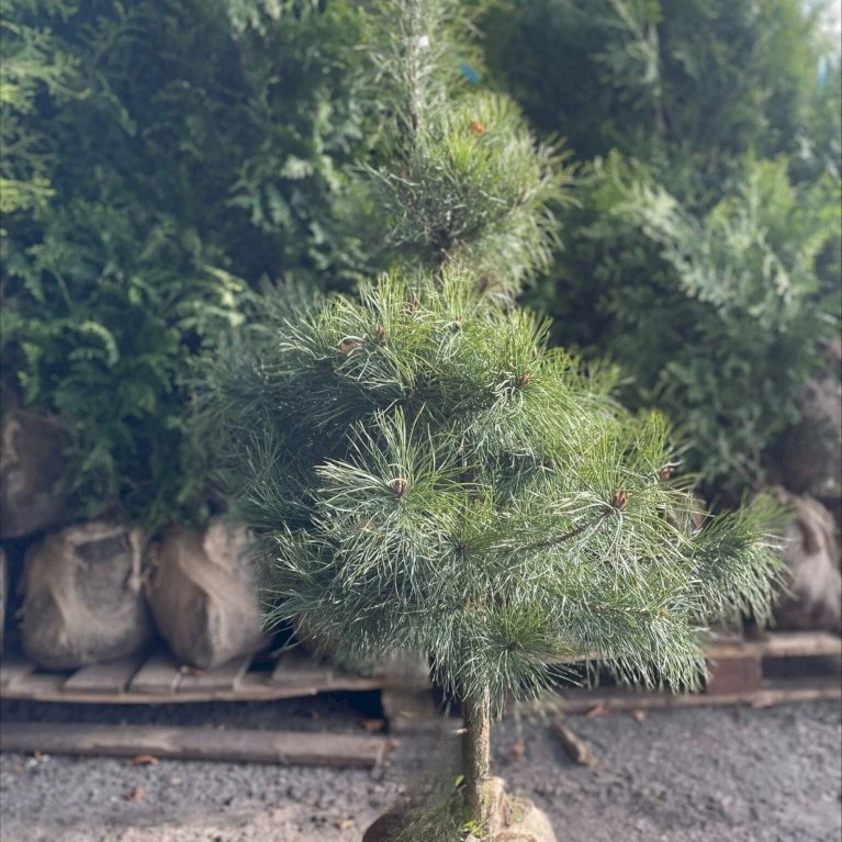 Skovfyr Pinus Sylvestris Med Klump,- 150-175 Cm. 1 Skovfyr Pinus Sylvestris Med Klump,- 150-175 Cm.
