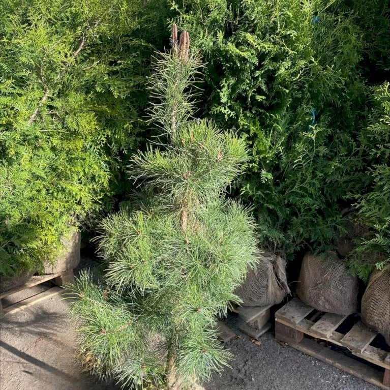 Skovfyr Pinus Sylvestris Med Klump,- 150-175 Cm. 3 Skovfyr Pinus Sylvestris Med Klump,- 150-175 Cm. - Billede 3