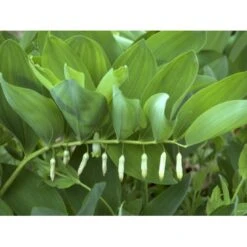 Storkonval Polygonatum Multiflorum 1 Liter Potte