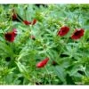 Rød Staudepotentil Potentilla Atrosanguinea Rot 1 Liter Potte