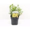 Buskpotentil 'Goldfinger' Potentilla Fruticosa 'Goldfinger' Potte 2,0 Liter,- 25-30 Cm.
