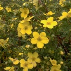 Buskpotentil 'Goldfinger' Potentilla Fruticosa 'Goldfinger' Potte 2,0 Liter,- 25-30 Cm. -Sirius Butik p1550 47482 potentilla fruticosa goldfinger 289a
