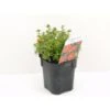 Buskpotentil 'Red Ace' Potentilla Fruticosa 'Red Ace' Potte 2,0 Liter,- 25-30 Cm.
