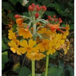 Etageprimula Primula Bulleyana 1 Liter Potte