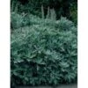 Opret Sølvbynke Artemisia Ludovioiana 'Silver Queen' 1 Liter Potte