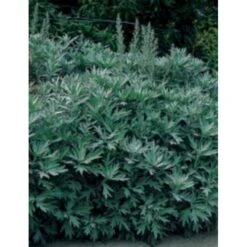 Opret Sølvbynke Artemisia Ludovioiana 'Silver Queen' 1 Liter Potte