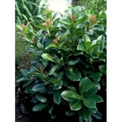 Kirsebærlaurbær 'Etna' Prunus Laurocerasus 'Etna' Opstammet 180 Cm. 12 Liter Potte 7 Kirsebærlaurbær 'Etna' Prunus Laurocerasus 'Etna' Opstammet 180 Cm. 12 Liter Potte -Sirius Butik p1609 1285 prunus laurocerasus etna 12db