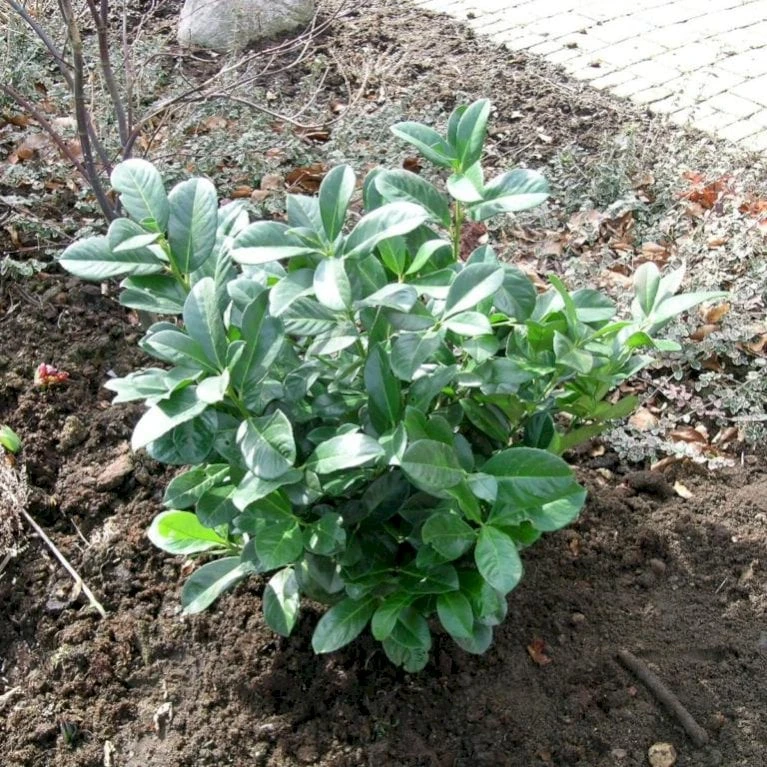 Kirsebærlaurbær 'Etna' Prunus Laurocerasus 'Etna' Opstammet 180 Cm. 12 Liter Potte 4 Kirsebærlaurbær 'Etna' Prunus Laurocerasus 'Etna' Opstammet 180 Cm. 12 Liter Potte - Billede 4