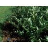 Kirsebærlaurbær 'Prufon' Prunus Laurocerasus 'Prufon' Med Klump,- 50-60 Cm.