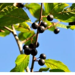 Weichsel Prunus Mahaleb Solitær Busk 150-200 Cm. - Med Klump